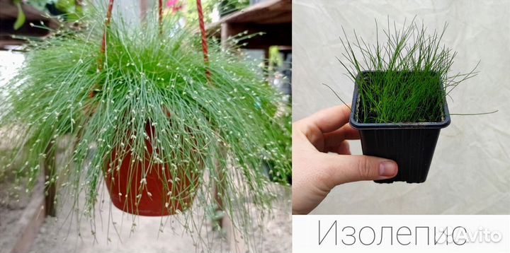 Алиссум, лобелия, будра, вербена и другие