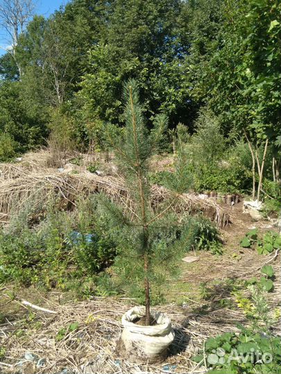 Сеянцы и саженцы