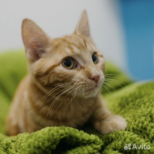 Котенок рыжий в дар