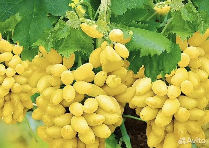 Саженцы винограда