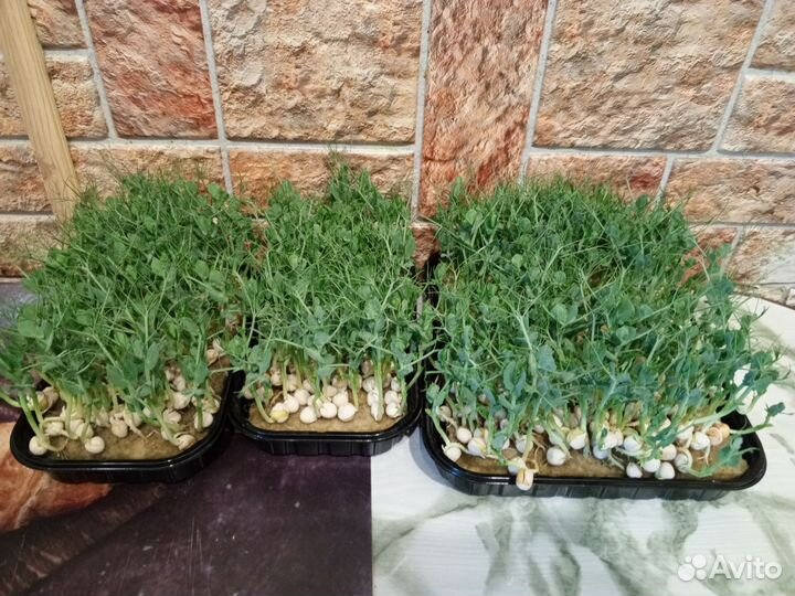 Микрозелень