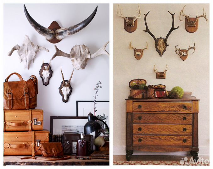 Медальон для трофеев, рогов, головы