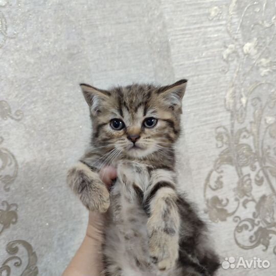Шотландская
