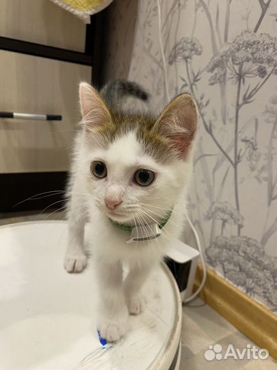 Котенок