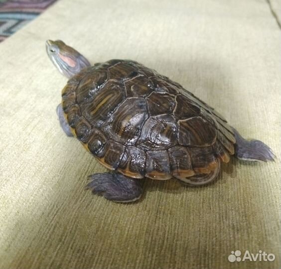 Красноухая черепаха