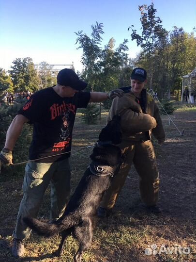 Услуги кинолога