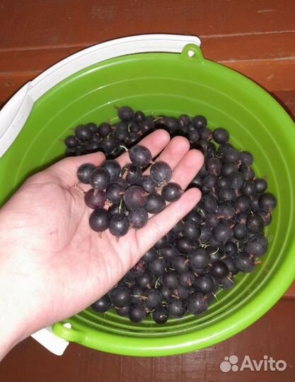 Крыжовник тёмный (отводки)