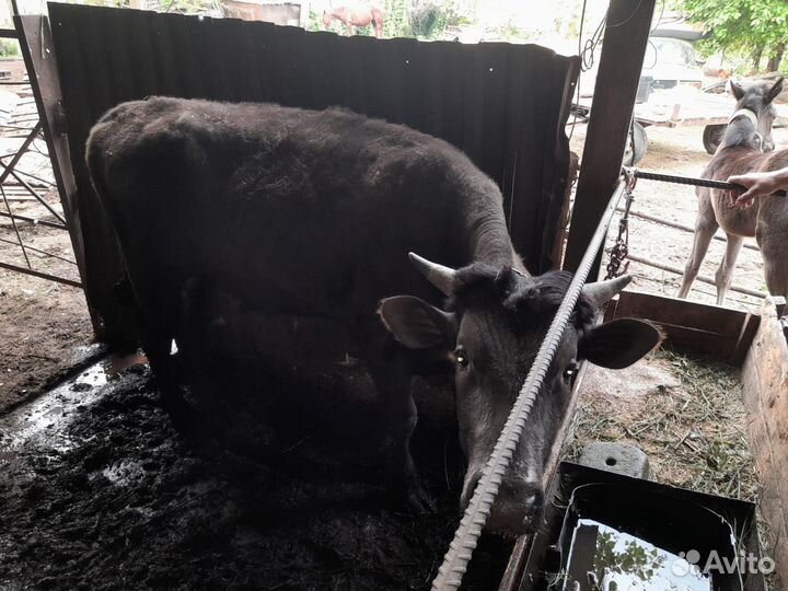 3 быка, 2 тёлки