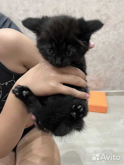 Британские котята