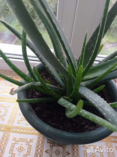 Комнатные цветы алоэ