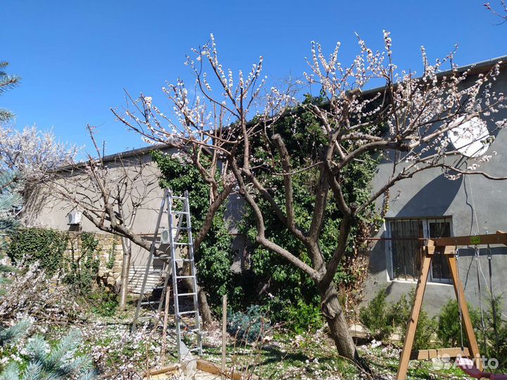 Обрезка деревьев