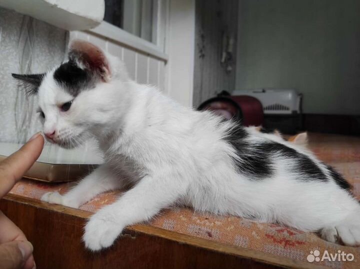 Котенок маленький черно-белый в дар добрые руки