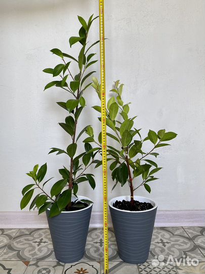 Фикус микрокарпа гинсенг