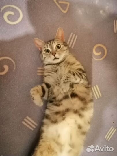 Кошечка в дар