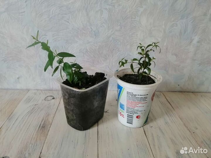 Комнатные цветы мирт гибискус хавортия кактус