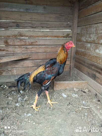 Бойцовые куры