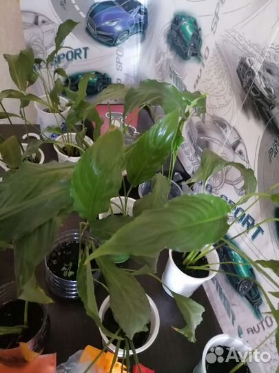 Спатифиллум