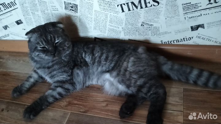 Британский кот в дар
