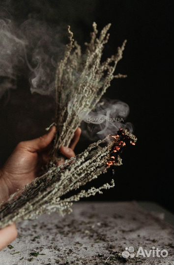 Полынь скрутка, пучок