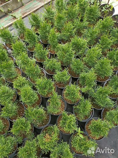 Туя смарагд