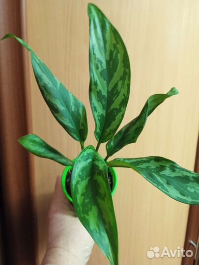 Аглаонема Мария, Переменчатая