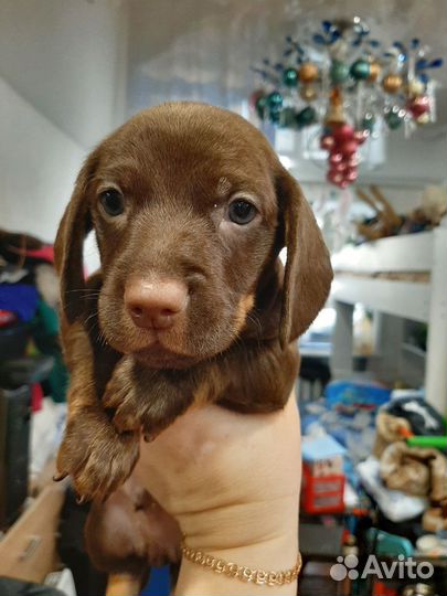 Щенки таксы