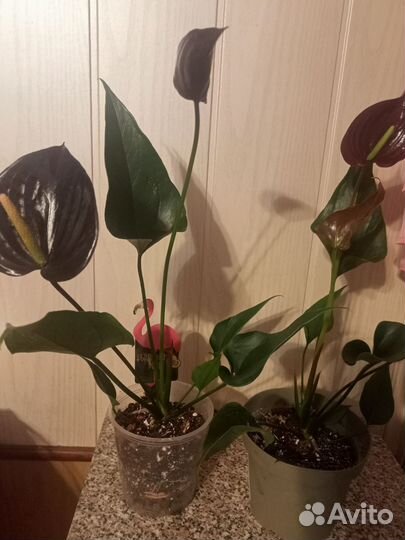 Антуриум Блек