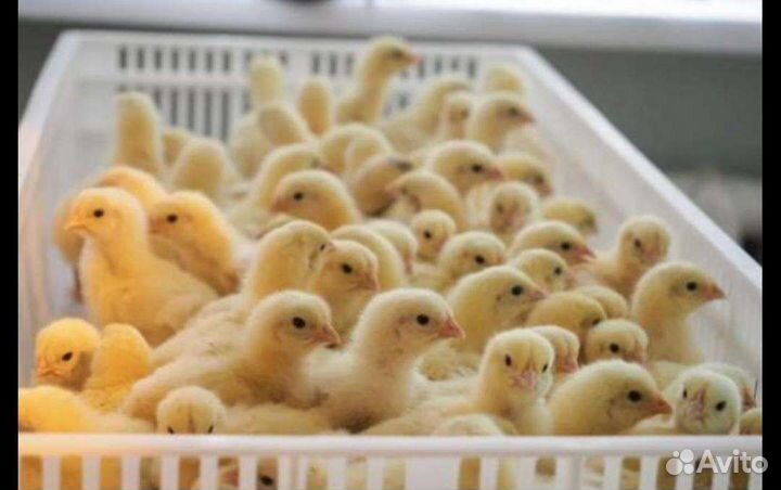 Куриный помет