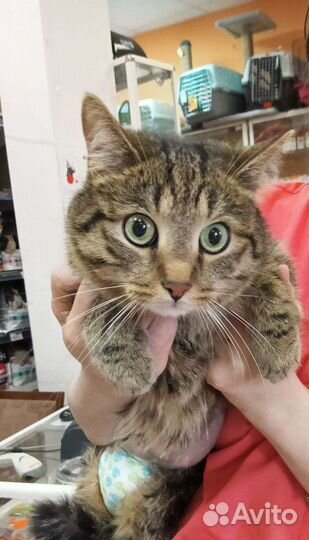 Отдам котика отказника в добрые руки