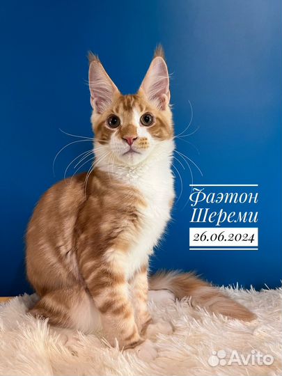 Котята мейн кун