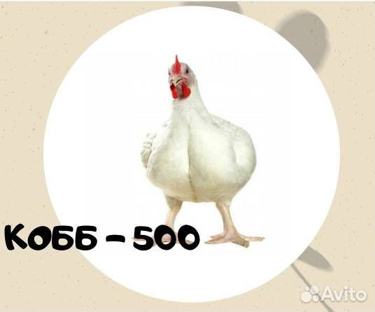 Цыплята бройлера Кобб-500/Росс-308 на июль 2024 г