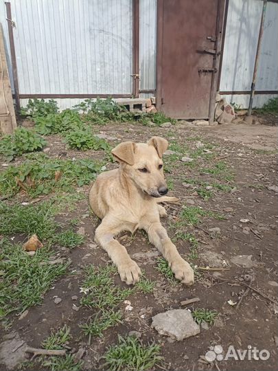 Собака в добрые руки