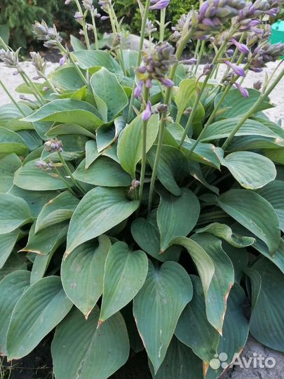 Седум, колокольчик, календулы, хоста