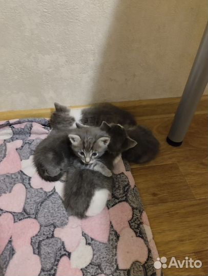 Котёнок