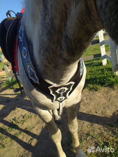 Подперсье для лошади