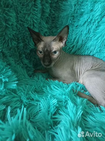 Канадский сфинкс