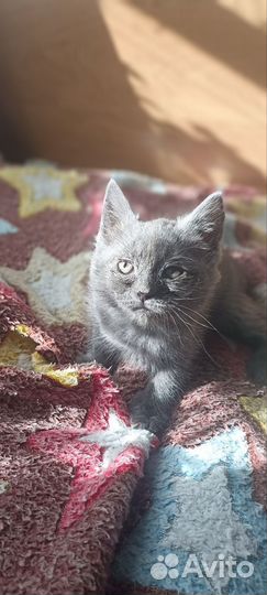 Британские котята