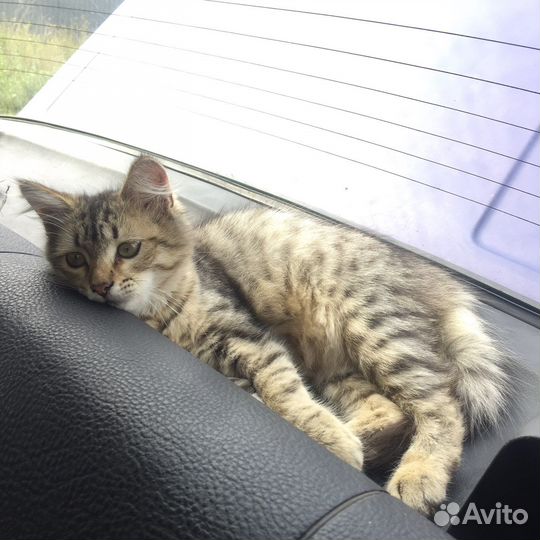 Отдаю котенка