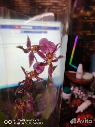 Орхидея кабрия в ассортименте