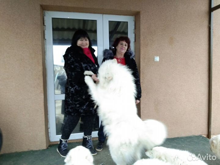 Самоед вязка питомник Северное Сияние 