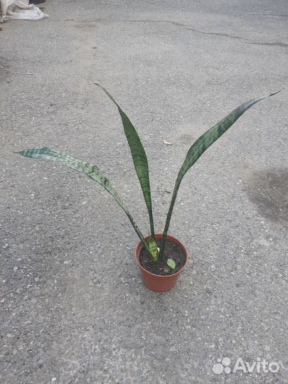 Комнатные цветы