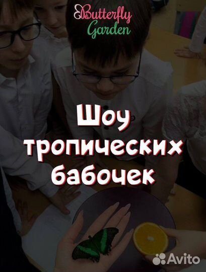 Уникальное выездное шоу бабочек
