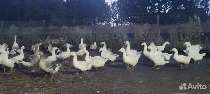Гуси на мясо молодняк
