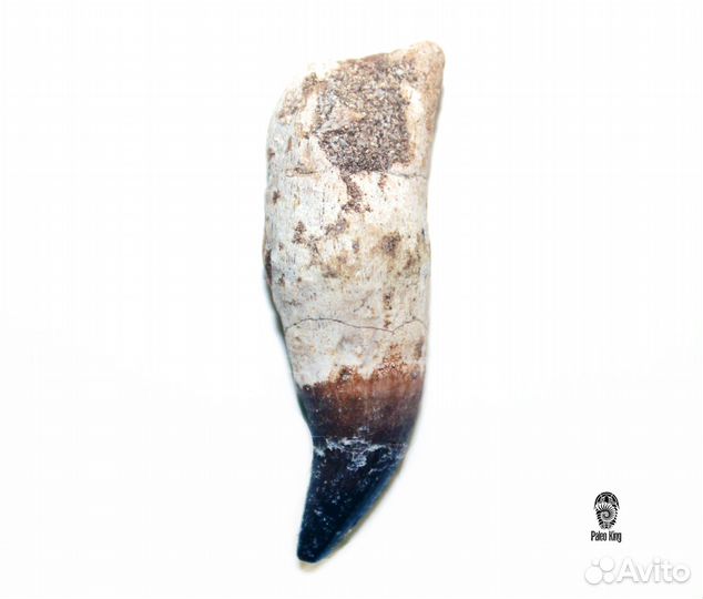 Зуб мозазавра