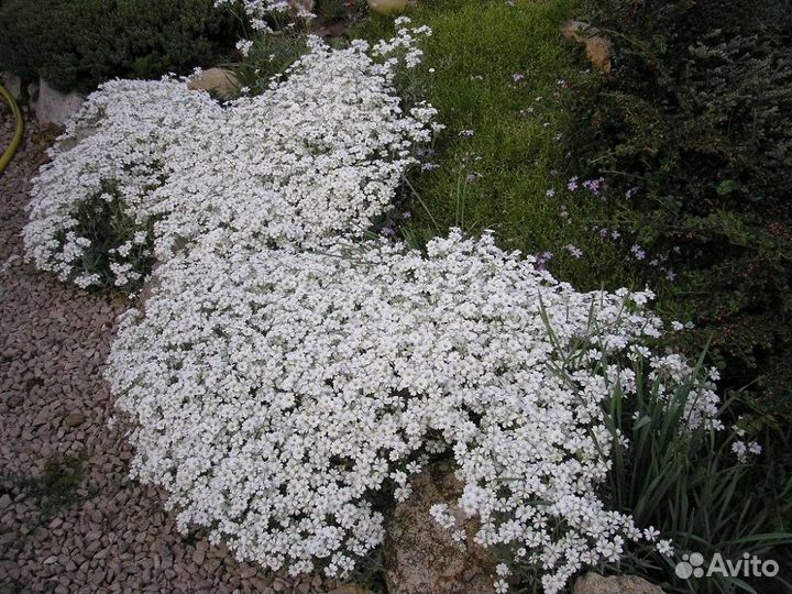 Ясколка многолетняя