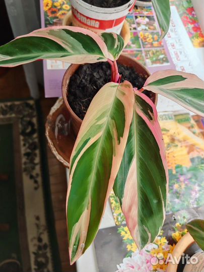 Калатея строманта