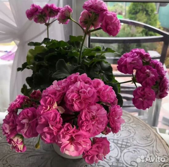 Пеларгония Ю Грушенька