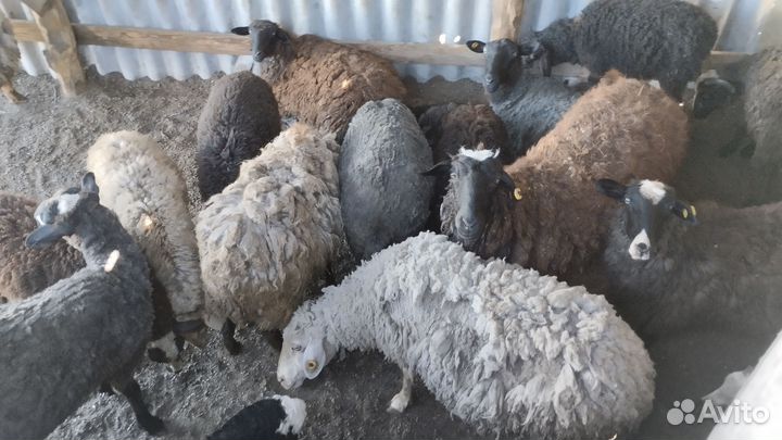 Бараны на Курбан Байрам