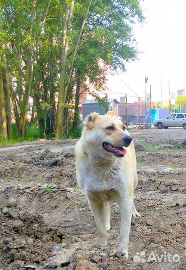 Необыкновенный Рыжик