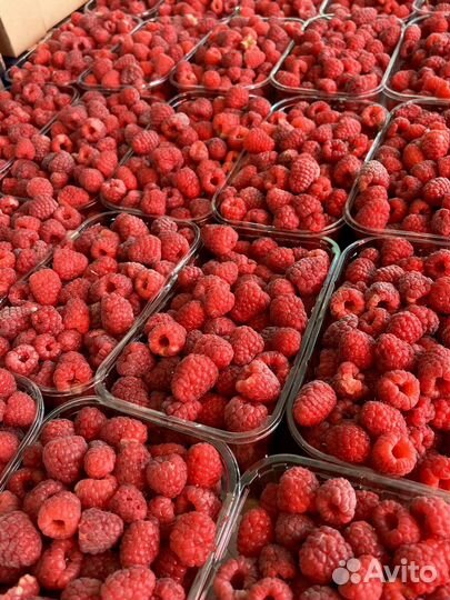 Малина ягода свежая